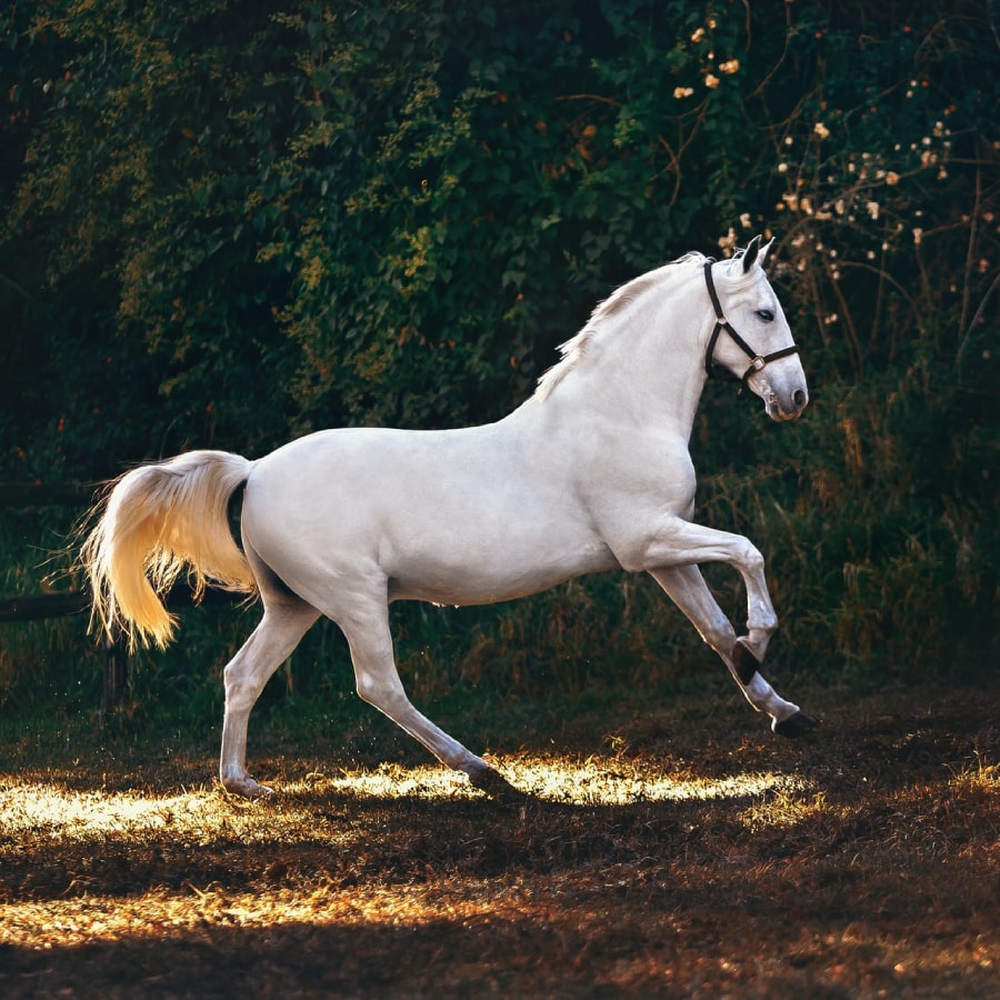 horse1-1