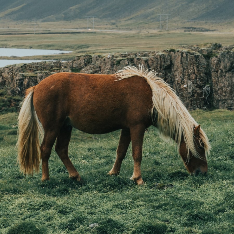 horse1-3
